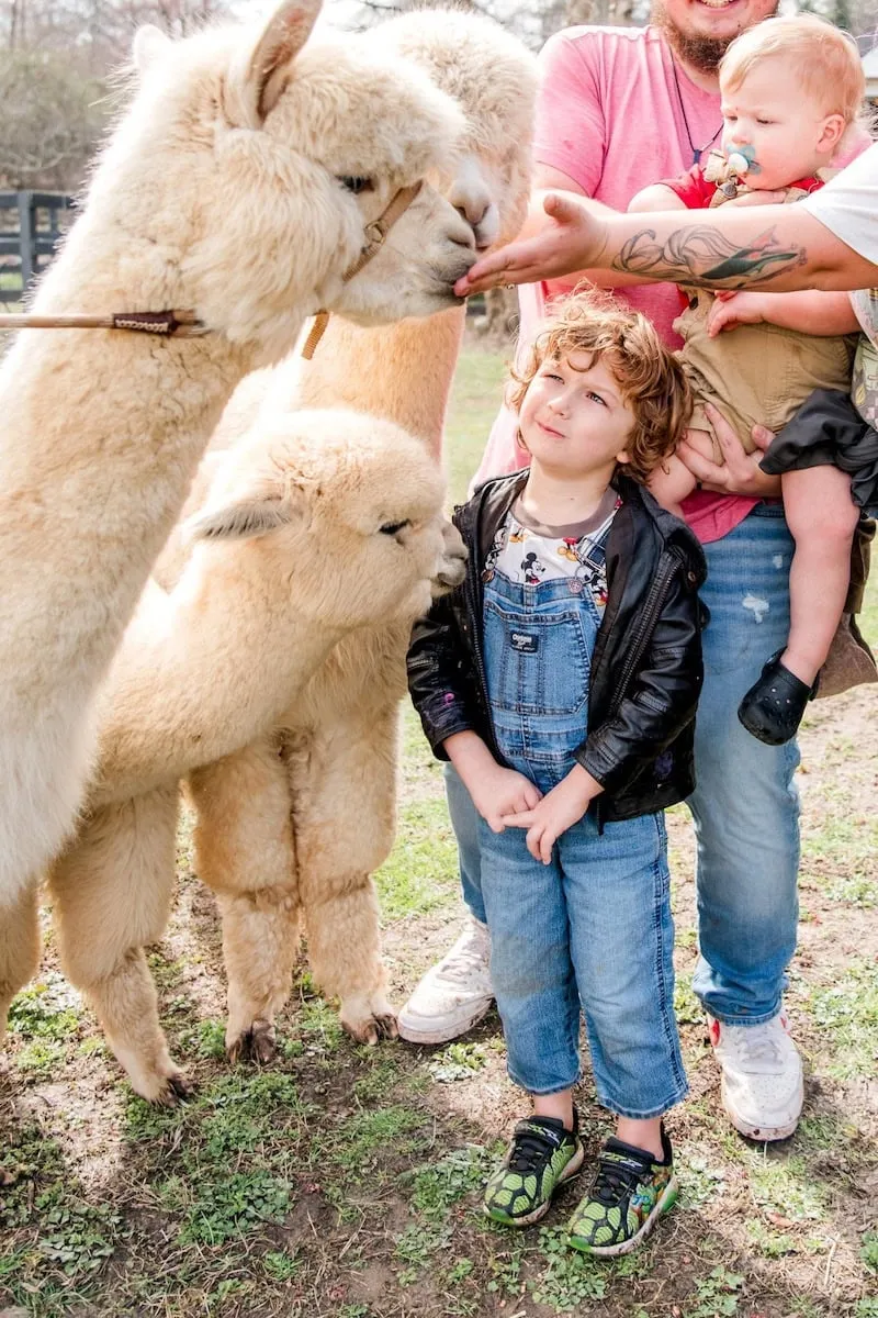 National Alpaca Farm Days