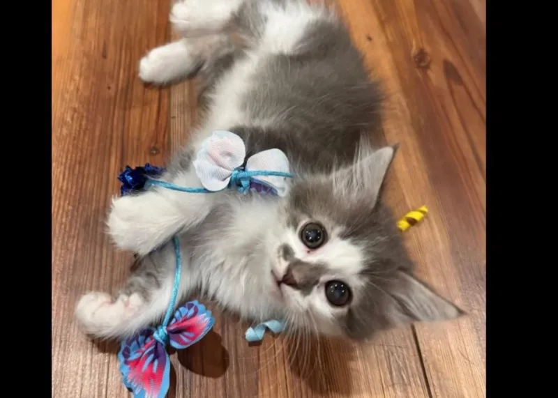 Stolen Shelter Kitten's Journey UPDATE: Meet His New Family!