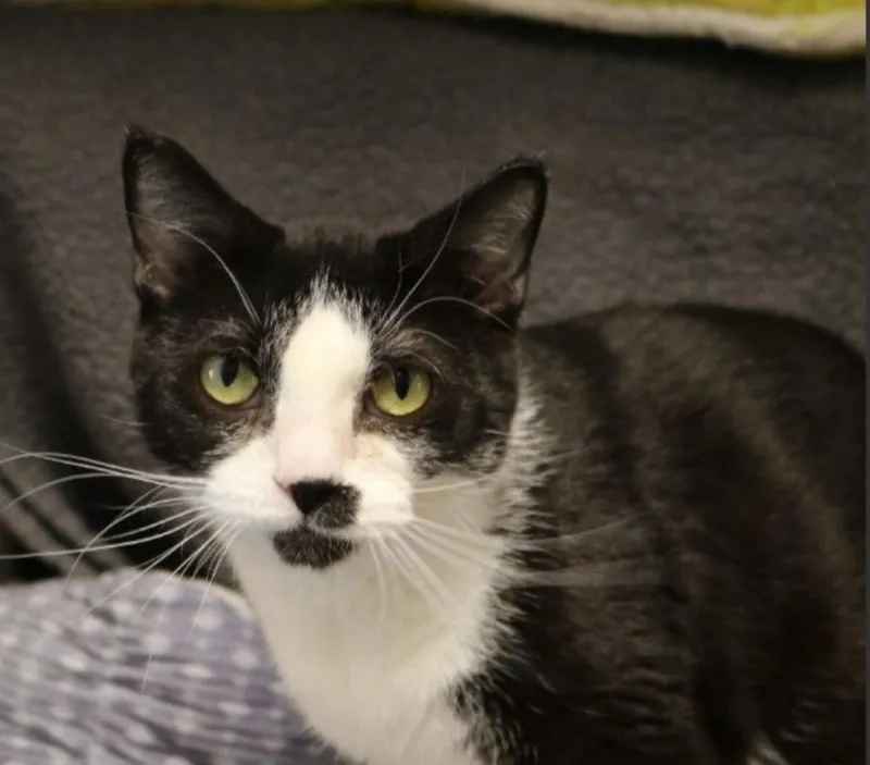 This 2 Year Old Kitty Needs a Forever Home - Isn't He Cute?