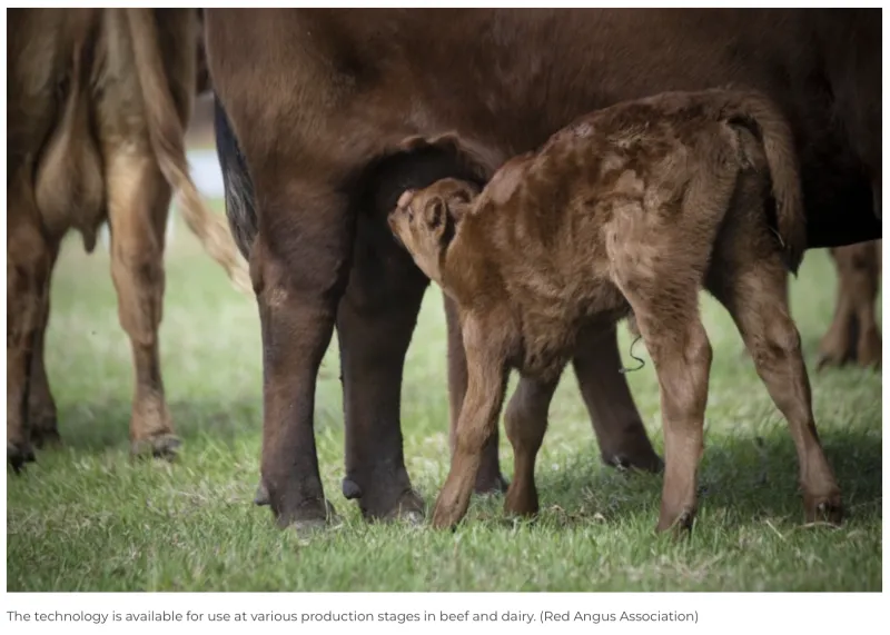 Humans have access to many coping tools; now cattle do too