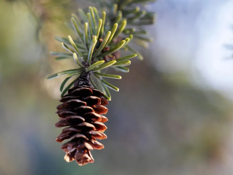 Collect Red Pine Cones & Get Paid By The MN DNR