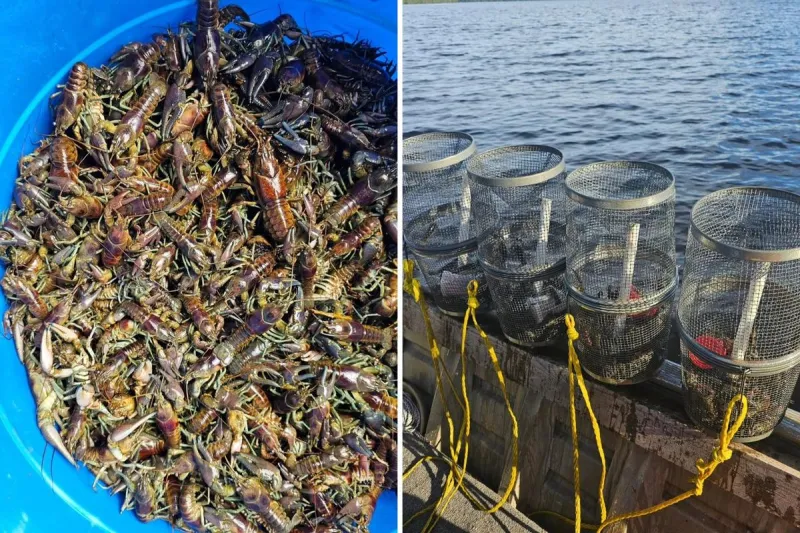 Two MN Small Businesses Catching and Selling Invasive Crayfish