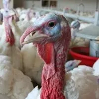 Avian flu starting to show up again in turkey farms across the area this fall