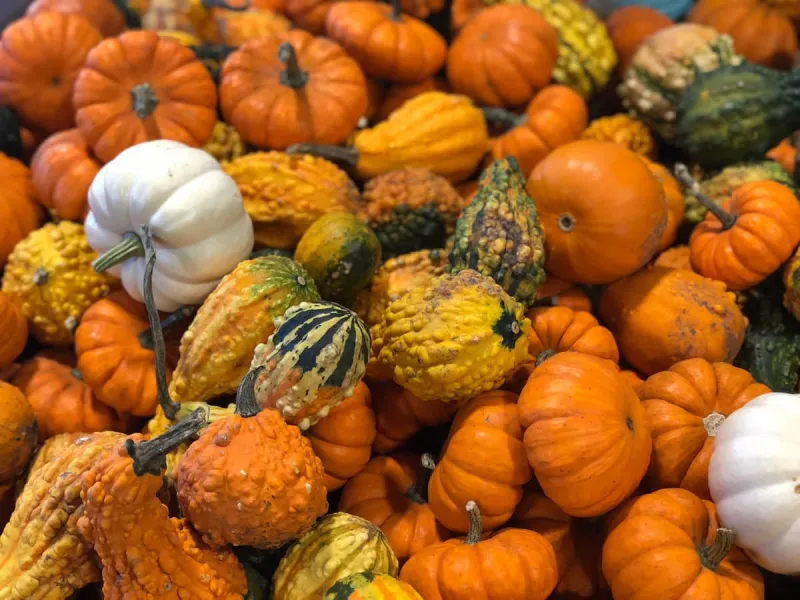 Pumpkin Patches in Minnesota