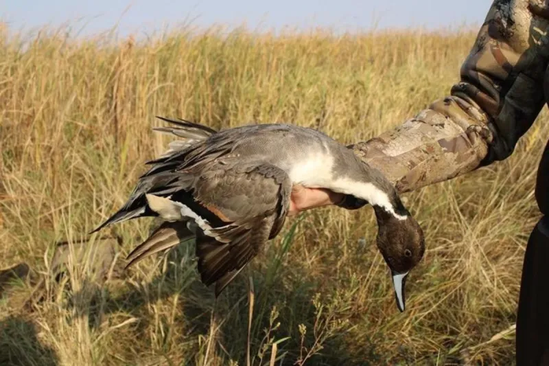 Local Expert Gets You Ready for Duck Season