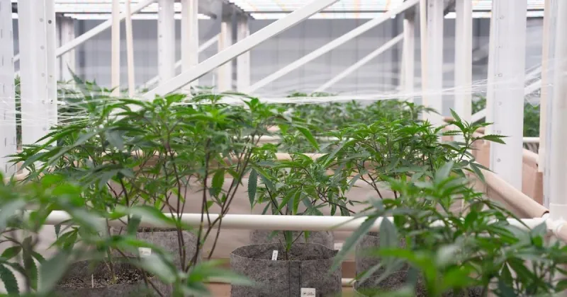 Minnesota cannabis sales exceed $250M as state market grows