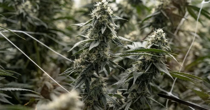 Second Winona County cannabis cultivator receives state license