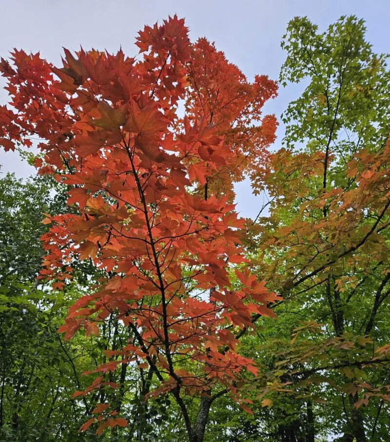 Fall colors starting to show across the North Shore