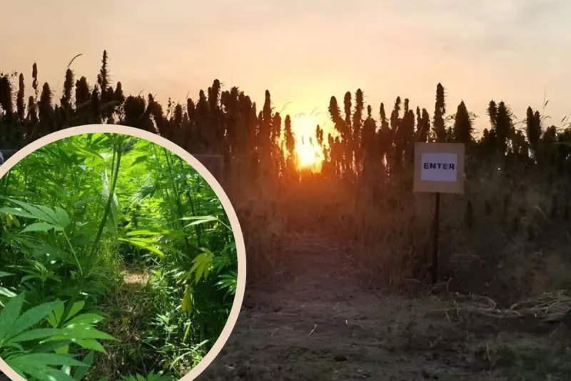Minnesota's Only Hemp Maze is a Must-Visit this Fall in SE MN