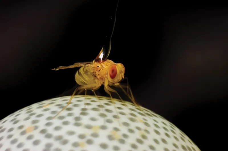 To find a host cricket, this parasitic fly listens to more than the beat