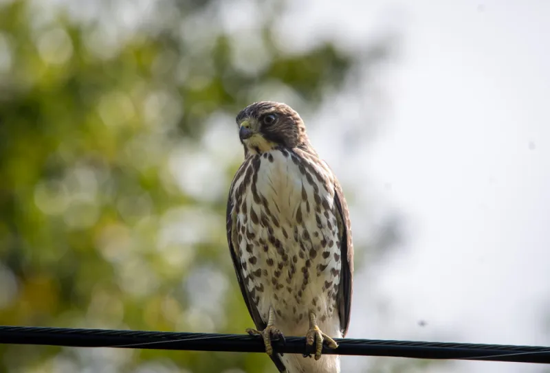 Fall migration brings strong numbers of birds along the North Shore