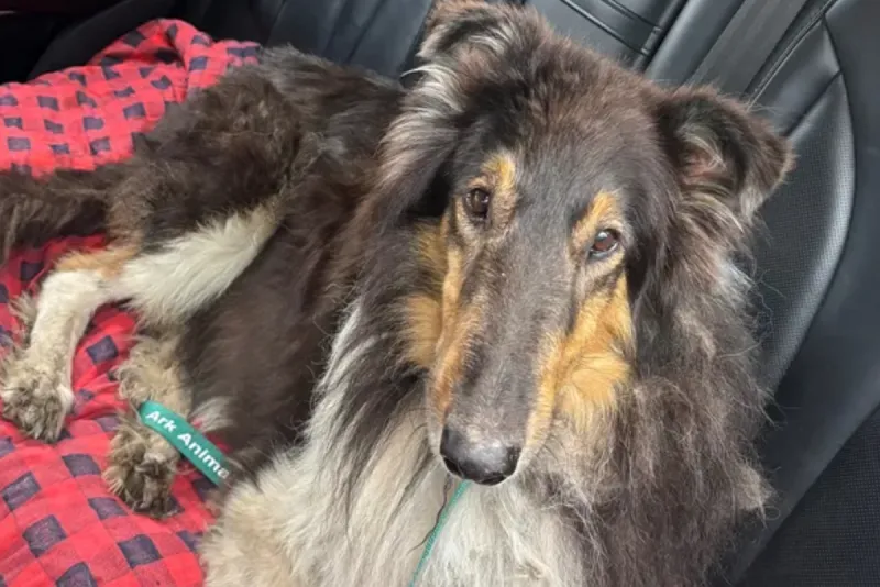 Minnesota Dog Survives 16 Grueling Days Lost, Now He Needs Help Healing