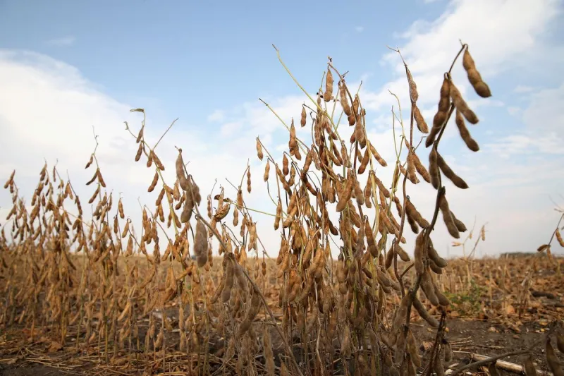 The Drought Was So Bad These Minnesota Counties Were Declared Disaster Areas