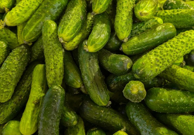 New York Mills Celebrates Third Annual Pickletoberfest With Contests, Beer, And Pickle Races