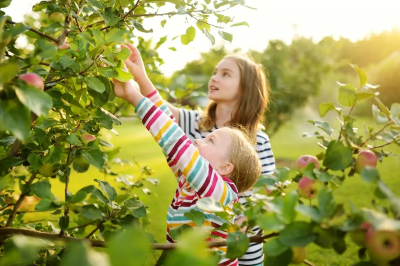 Minnesota Orchards And Cideries Offer Fall Family Adventures Across The State