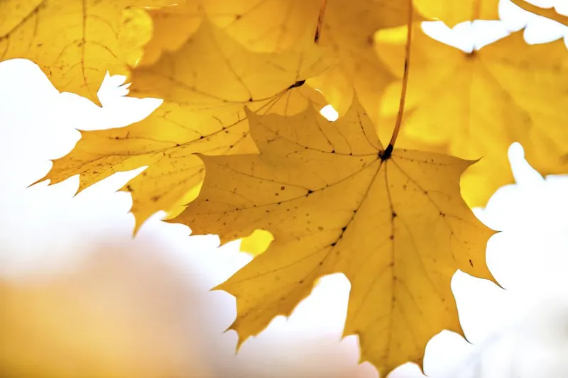 Before You Bag Those Leaves, Know This Minnesota Rule