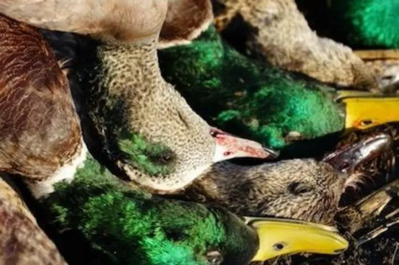 Blue-winged Teal Lead Opening Weekend Duck Harvest Across Minnesota