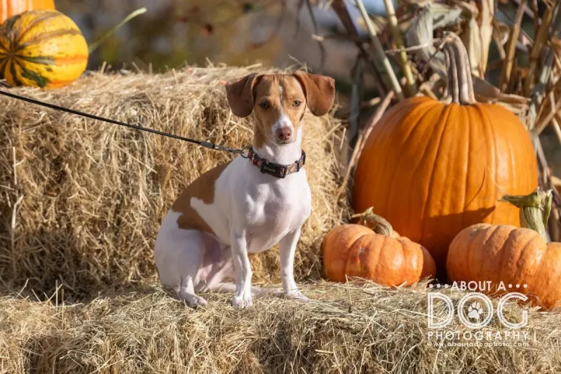 Free Microchips & Fall Fun Await At TCHS Paws & Pumpkins Event