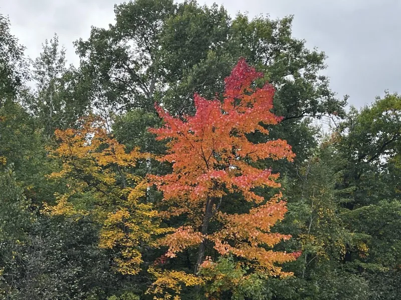 Minnesota's Fall Colors Arrive Fast And Fade Faster..[SEE PHOTOS]