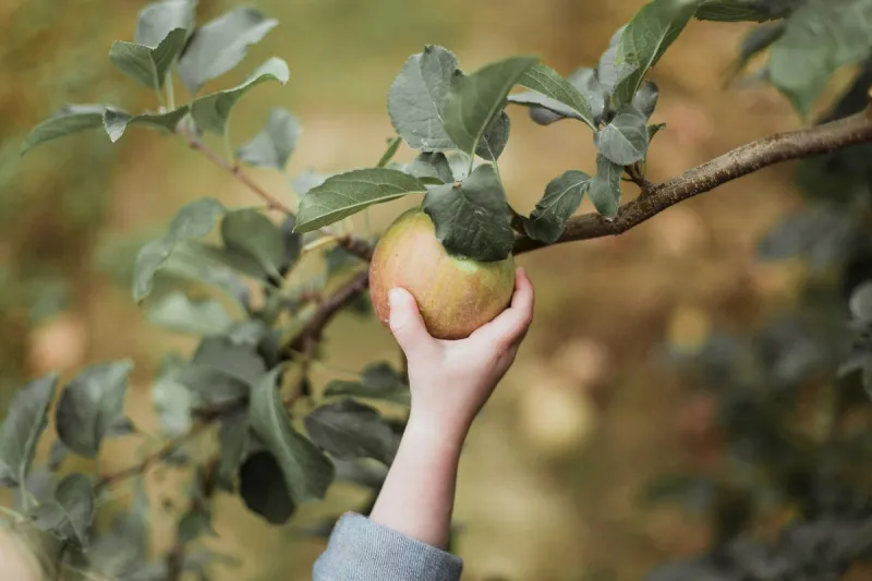 Think Twice Before Biting That Fresh-Picked Apple This Year