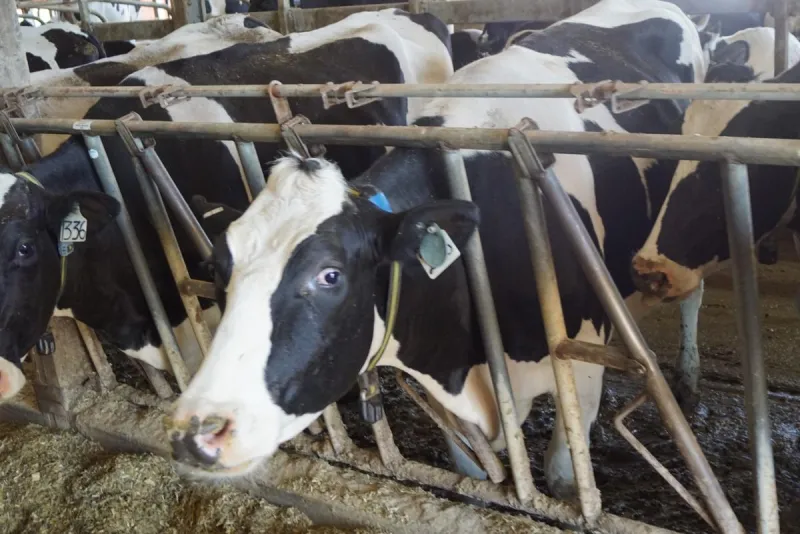 Morrison County Dairy Feedlot Proposal Opens for Public Comment Period