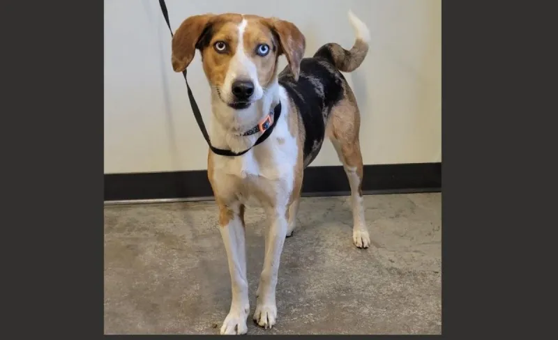October is Adopt a Shelter Pet Month - Check Out Sammy