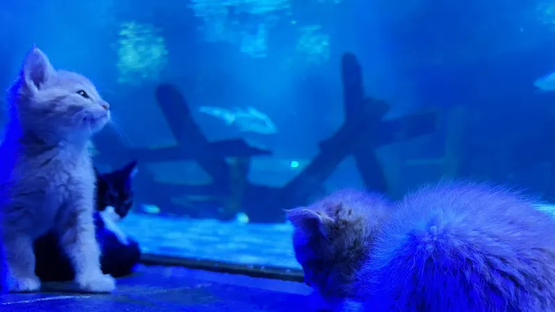 Orphaned kittens meet sharks and stingrays on an aquarium field trip at the Mall of America