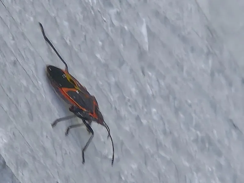 Central Minnesota Faces Annual Fall Invasion From Asian Lady Beetles And Boxelder Bugs