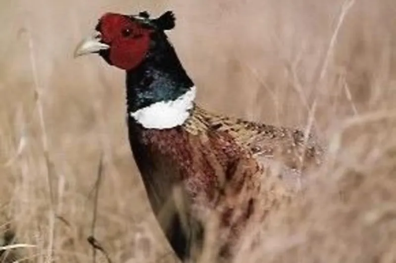 Minnesota Pheasant Season Opens Strong With Numbers Up Statewide