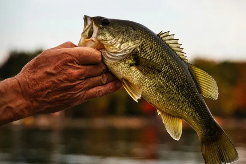 It's A Largemouth Kind Of Weekend Across Central Minnesota