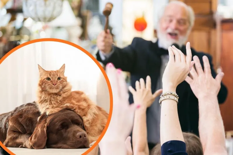 Rochester's 37-Year Tradition for Shelter Pets Is Back Oct. 23rd