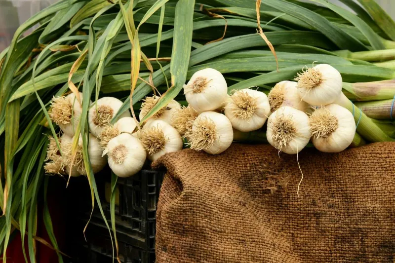 Plant Garlic Now Before Minnesota's Planting Window Closes
