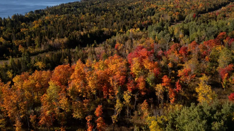 One last taste of summer? Minnesota's fall colors steal the show