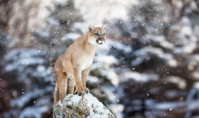 Minnesota Hunters Should Report Any Cougar Sightings This Season