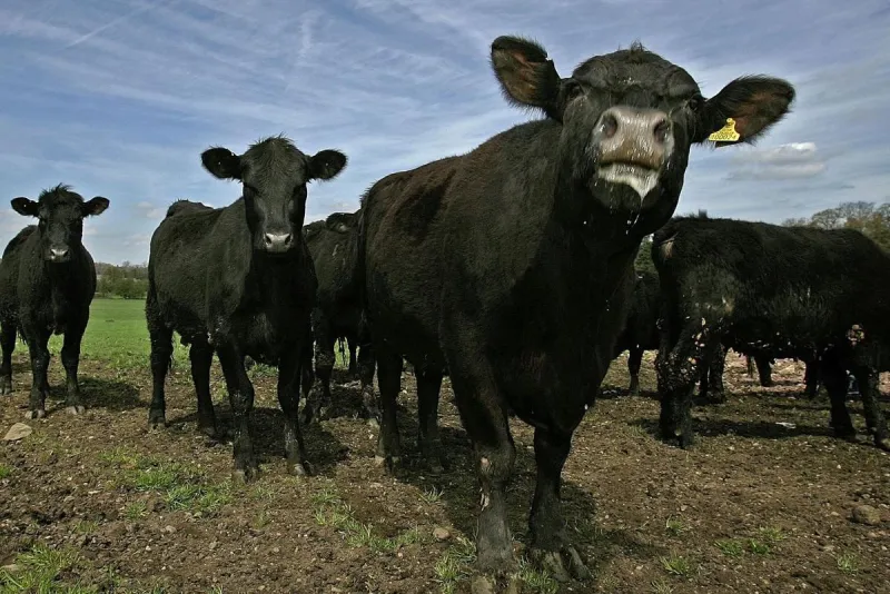 Angus, Hereford, And Rare Breeds Gather For Minnesota Beef Expo