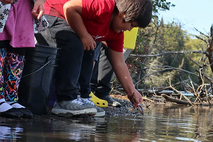Grand Portage restores lake sturgeon to Pigeon River