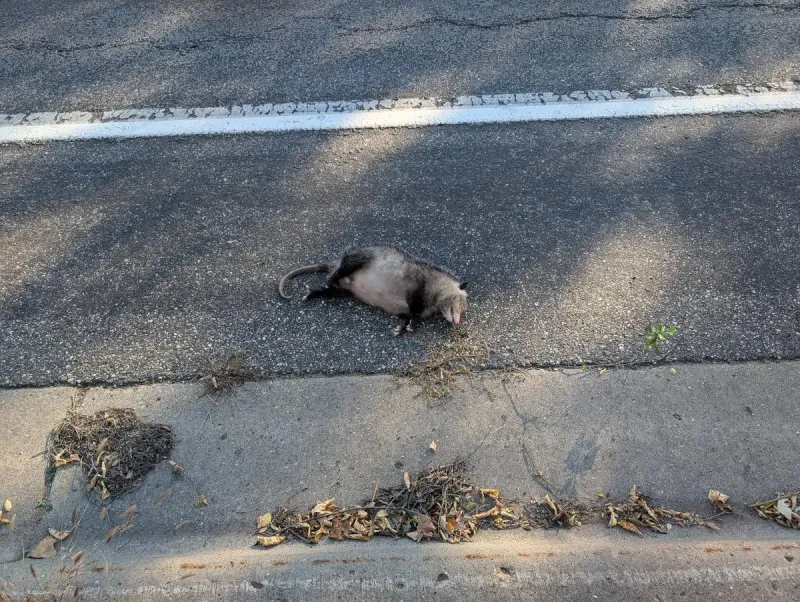 Gross: How Long Can Road Kill Sit Within St. Cloud City Limits
