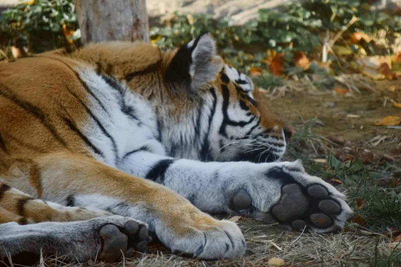 'BooFest' Brings Halloween Fun to Pine Grove Zoo October 24th