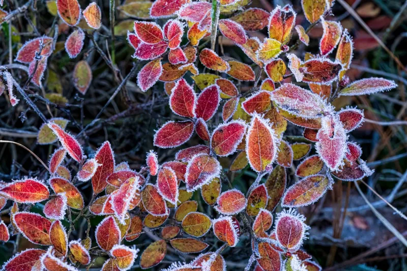 8 Things to Finish This Week Before Rochester's First Freeze