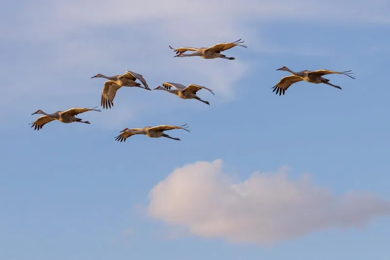 Thousands of Sandhill Cranes Stage at Sherburne Refuge for Fall Migration