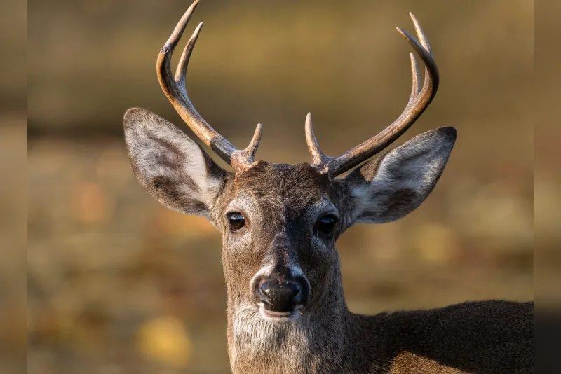 What Minnesota Deer Hunters Must Know About New Mandatory CWD Testing