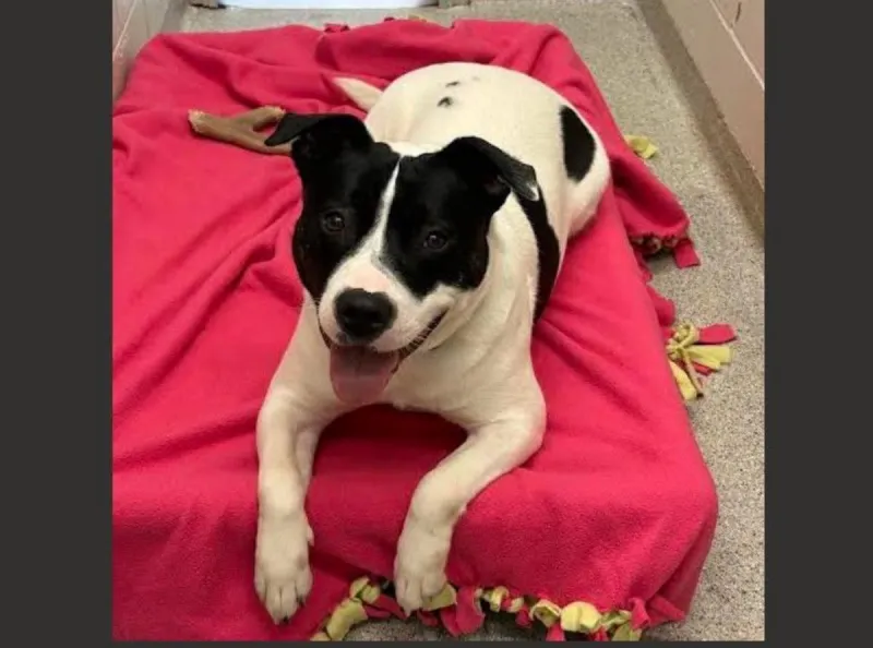 Meet Stevie at the TCHS & Check Out the Paws & Pumpkins Event