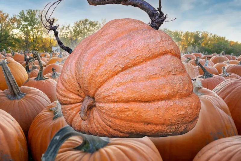Minnesota Man Grows 2,389 Pound Pumpkin and Wins $21,501!