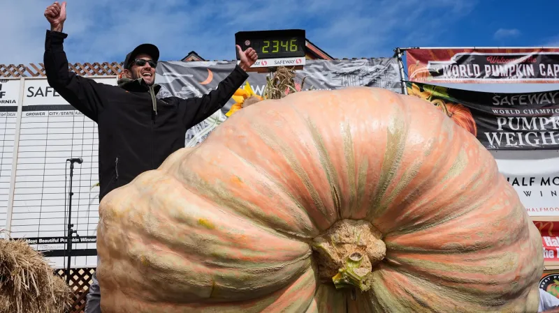 Giant pumpkins battle for heavyweight glory