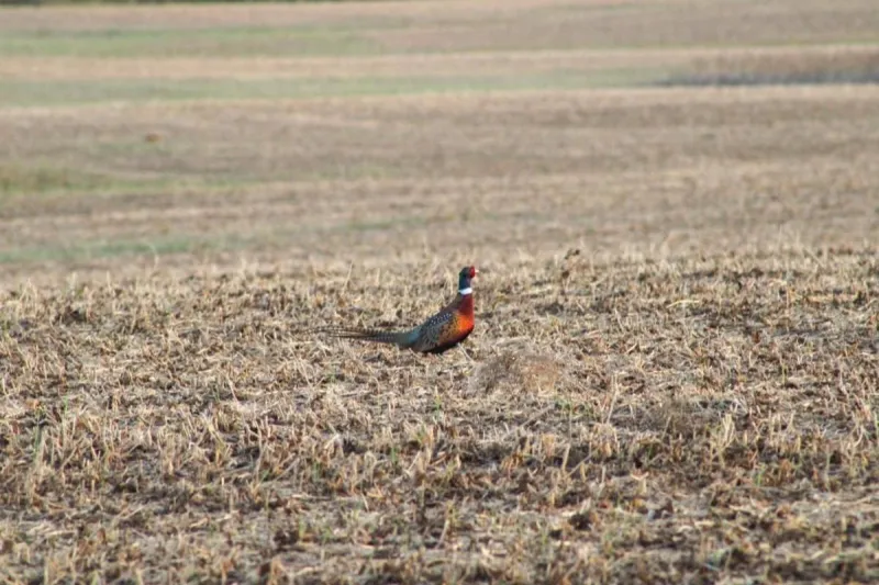 Minnesota Pheasant Season Hampered By Warmth, Wind On Opener