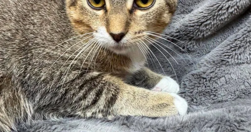 Haaland is this week's Pet of the Week from the Lakes Area Humane Society