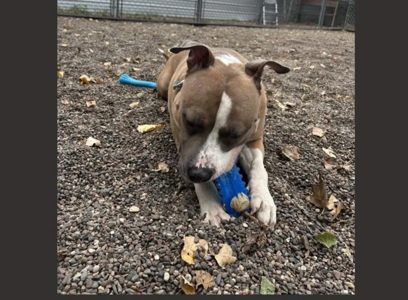 TCHS Says That Nico the Love Bug Needs a Forever Home