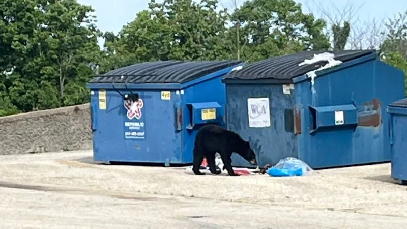 Black bear spotted in Osage Beach as temperatures warm up