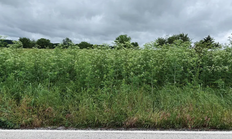 Poison Hemlock