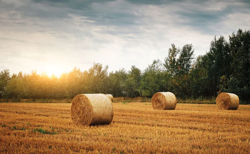 Improving Hay Quality This Season